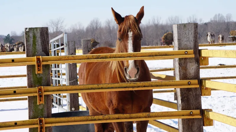 Beautiful chestnut horse with white blaze behind yellow corral fence in snow