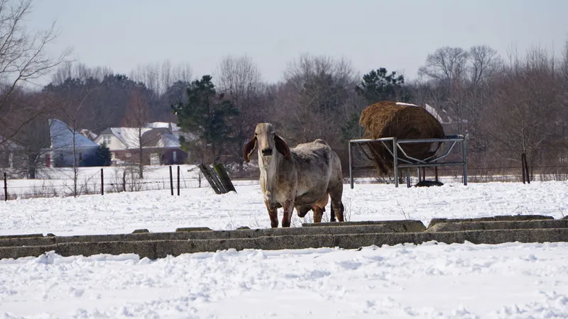 Large white Brahman bull standing in snowy winter pasture with hay bale
