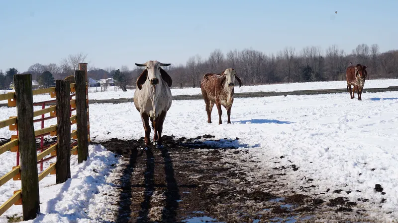 Brahman cattle standing in snowy field on winter farm pasture