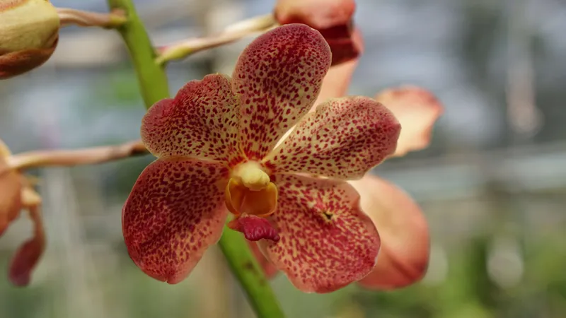 Stunning red and yellow speckled Vanda orchid blossom macro photography