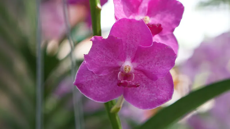 Vibrant magenta Vanda orchid flower close-up with delicate speckled petals in bloom