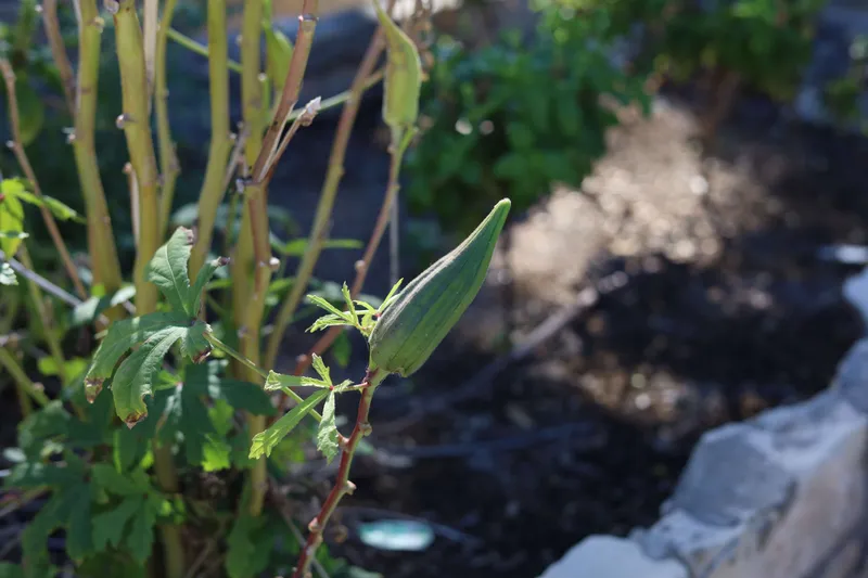 Fresh green okra pod growing on plant in vegetable garden close-up