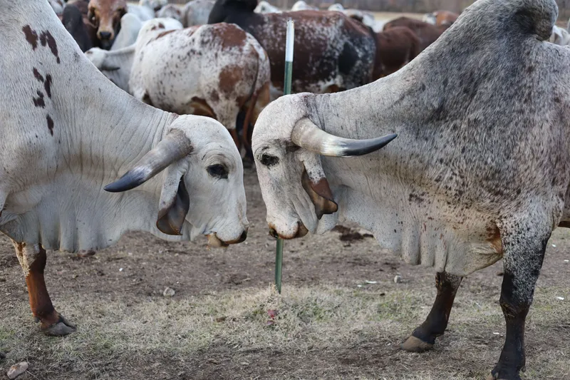 Two large white Brahman bulls nose to nose on farm