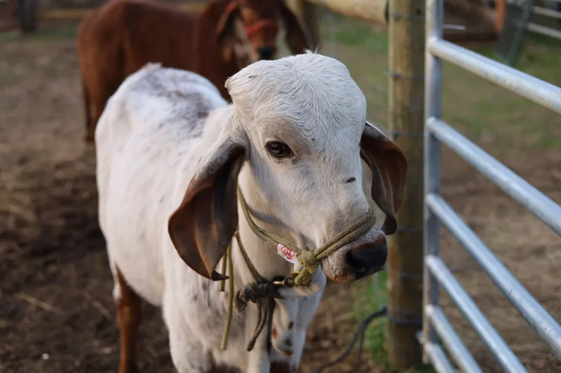 Young white Brahman calf with halter standing by farm fence