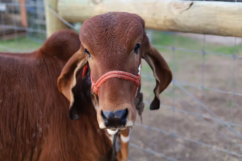 Close-up portrait of adorable brown Brahman calf with red halter