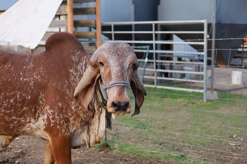 Powerful brown Brahman bull with hump and large ears on farm