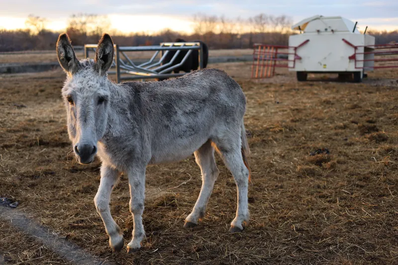 Gray donkey walking in rural farm pasture at golden hour