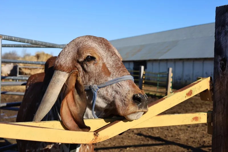 Brown and white Brahman cow resting head on yellow farm fence