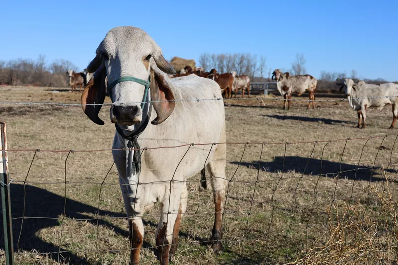 White Brahman bull with green halter looking through wire fence